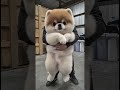 what dog is this animalshorts pomeranian puppy