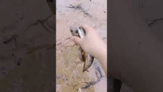 I rescued two stranded fish and took them home. shorts#189