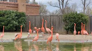 How flamingos begin their courtship dancing.