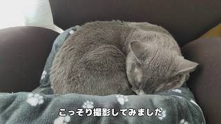 気持ちよさそうに寝ている猫【こたつとみかん】