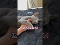 抱きつく猫vs飼い主　 shorts 猫 ねこ 子猫 cat ロシアンブルー ロシアンブルー 猫のいる暮らし ネコ ロシアンブルー子猫