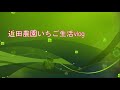 一回目の手入れ終わりの総括（今年は根の活着がよかったです）　いちご農家の日々のお仕事　＃３４８