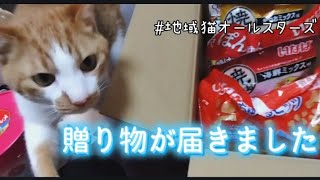 無事保護された黒猫クロの里親さんから幸せのプレゼントを頂きました🩷地域猫ちゃん達はみんな大喜び…#猫 #ねこ #ネコ #外猫 #猫動画 #地域猫 #猫ごはん #cats #地域猫活動 #保護猫#cat