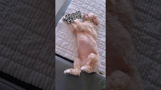 다리 좀 오므리면 안돼? A dog that sleeps with its legs spread apart #토리토리 #쩍벌남 #오므라이스 #웃긴영상 #쇼츠 #shorts #말티푸