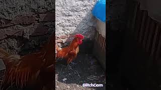 Ayam Birma Myanmar