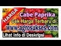 |Update 2024| Daftar Harga Terbaru Cabe Paprika (Rp) + Daftar Pembeli - Penjual