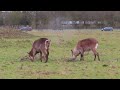 common kobus ellipsiprymnus ellipsiprymnus and defassa k.e. defessa waterbuck