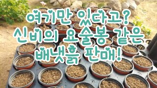 베일에 가려졌던 핍스시즌 제라늄 삽목용 배냇흙!드디어 판매 결정!서두르세요!