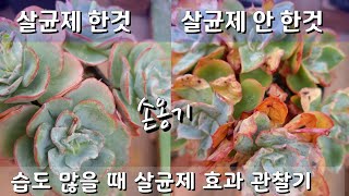 다육 습도많을때 살균제 효과(30일  관찰기)#다육화분#주물럭공방화분