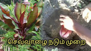 செவ்வாழை நடும் முறை | planting RED BANANA suckers | GARDENING TAMIL