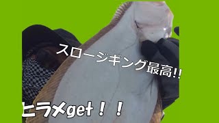 【2馬力ボート】スロースキップでヒラメget　#Shorts