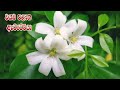 pahe poddo siswaththaya පළාත් පුෂ්ප