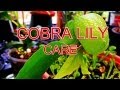 How to: Tips and Tricks to Cobra Lily Care Darlingtonia Califorica Carnviorous Pitcher Plant