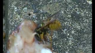 Wasp cropping chicken 20090704