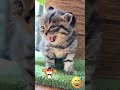 Anak kucing menertawai, induk nya, bingung masukkan jarang, #funny #comedy