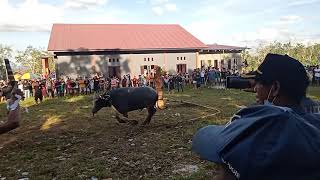 Pemotongan Hewan Kurban Kerbau Edisi Lay Kecamatan Barong Tongkok Kabupaten Kutai Barat