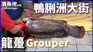 前輩寶刀未老 生劏80斤龍躉 鴨利洲大街街市【賣魚佬 OH! Seafood HK】｜西環魚王