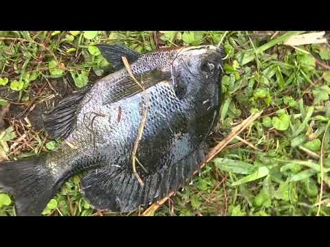 Fishing Florida Catching Big Bluegills #bluegill# - YouTube