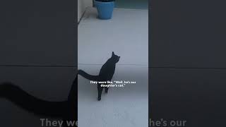 Cat Walks Over To Neighbor's House For Nightly Sleepovers | The Dodo