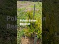 Pokok durian Beserah sedang membesar