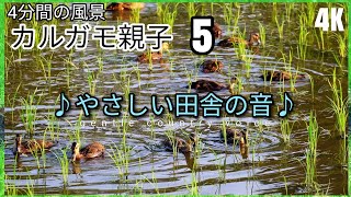 【カルガモ親子5】10羽の雛が無事成長中.巣立ちが近い親子の様子「春日部散歩 自然と風景2023.7.9 X-S10」豊かな自然と春日部歩き 2023.7.10 X-S10」癒しの音(自然音)