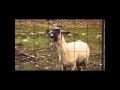 will.i.am - This Is Love ft. Eva Simons-Goat version