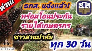 ธกส.แจ้งแล้ว  พร้อมโอนประกันรายได้เกษตรกร ชาวสวนปาล์มทุก  30 วัน