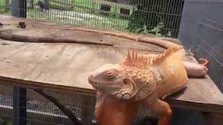 Adult Male Albino with Het Female Albino