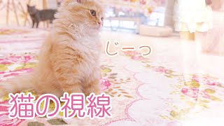 猫ちゃんの一人遊び？猫の視線の先にあるもの