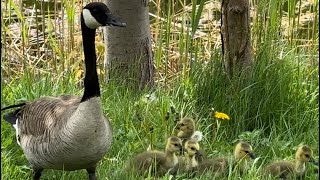 Goose parents and their goslings 🌱 カナダガンの親子