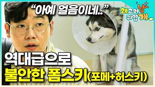 설쌤도 깜짝 놀란 역대급 불안감. 잠 못 자는 건 기본, 하루 종일 자기 꼬리를 물어 꼬리뼈까지 뜯어버린 폼스키(포메라니안+허스키) │#왜그러냥귀엽개