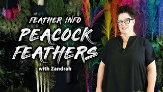 Your Guide to Peacock Feathers | FYI PEACOCK FEATHERS!