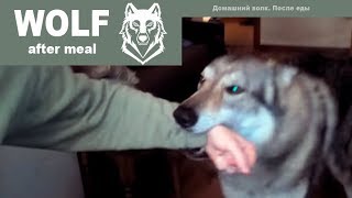 HOME WOLF after meal || Домашний волк - после еды