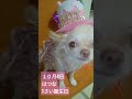 １歳の誕生日　　　 犬 チワワ shorts ハンドメイド