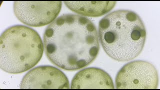 初夏の水田で生きる小さな生き物  Small creatures living in paddy fields in early summer.