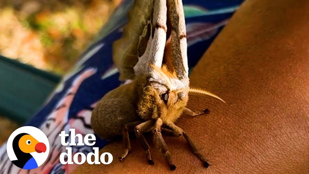 Giant Moth Trusts Her Rescuer To Raise Her Babies | The Dodo Heroes