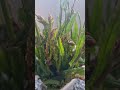 ผักติ้วฝรั่งมาเบิ่งนำกันพี่น้องรสส้มๆ asmr nature