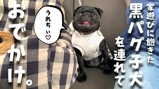 ワクワクの黒パグ子犬を襲った悲しすぎる結末！？表情豊かなお転婆パグに注目！