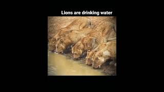 Lions are drinking water watching alligator's attack #short World  of animals - 동물의 세계