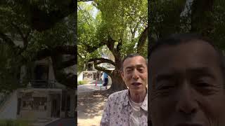 「難波神社」御神木への接し方！神社参拝ワンポイントアドバイス⑧ #産土神社 #開運 #川島啓蔵