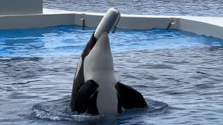 【神戸須磨シーワールド】おもちゃで遊ぶラン①オルカスタディアム　2024/6/30（4K HDR 60fps）KOBE SUMA SEA WORLD ORCA STADIUM