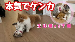 先住猫と子猫の喧嘩！