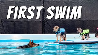 German Shepherd Puppies Learning to Swim!