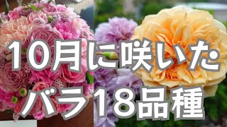 2024.10.23 【10月に咲いたバラ18品種】#秋バラ　#rosegarden #gardenrose #バラ庭　#無農薬栽培　