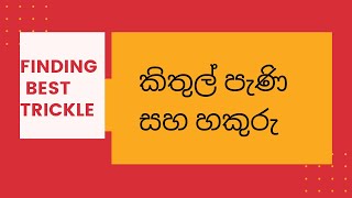 Best kithul products(trickle)හොදම කිතුල් පැණි සහ හකුරු|Best practices