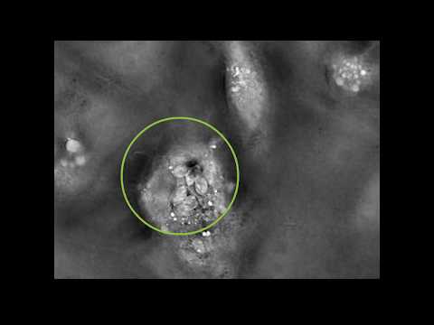 What is the function of an apical complex T gondii?