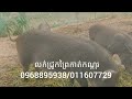 ជ្រូកព្រៃកាត់កណ្ដុរស៊ីអ្វីខ្លះ ជ្រូកព្រៃកាត់កណ្ដុរសុខភាពល្អ មានលក់ជ្រូកព្រៃកាត់កណ្ដុរ