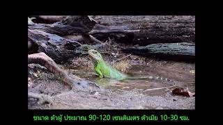 ตะกอง หรือ ลั้ง  กิ่งก่ายักษ์  Chinese water dragon