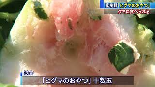 「ヒグマのおやつ」がクマに食べられる…富良野市【HTBニュース】