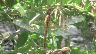 Wandering Glider Dragonfly In NHM Wildlife Gardens